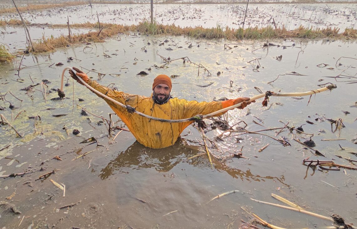 Kashmir’s Frozen Harvest. Lotus Stem Farmers Fight Shrinking Waters and Falling Yields