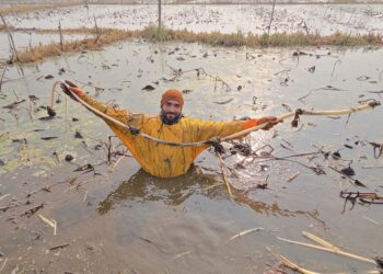 Kashmir’s Frozen Harvest. Lotus Stem Farmers Fight Shrinking Waters and Falling Yields