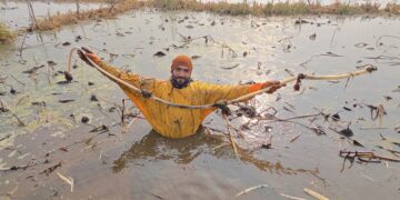Kashmir’s Frozen Harvest. Lotus Stem Farmers Fight Shrinking Waters and Falling Yields