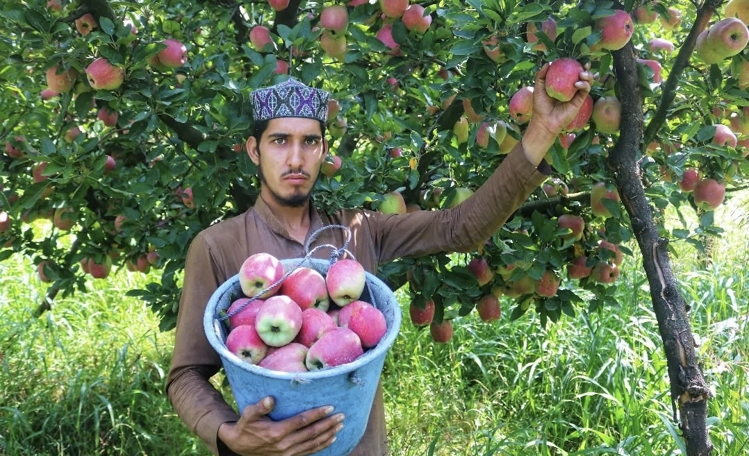 Low Import Duty on New Zealand Apples Likely to Hit Kashmir’s Apple Industry, Say Growers .