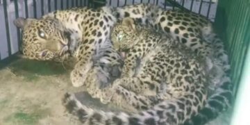 Leopardess, Cub Rescued from Water Tank in Boniyar