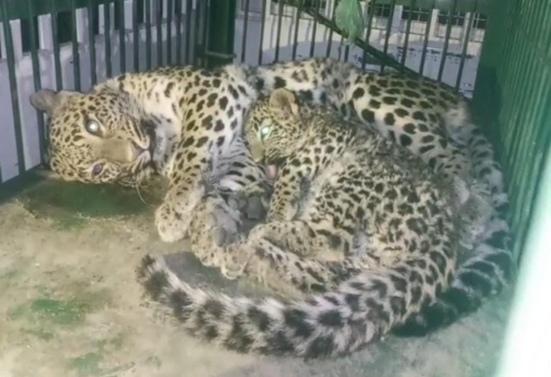 Leopardess, Cub Rescued from Water Tank in Boniyar