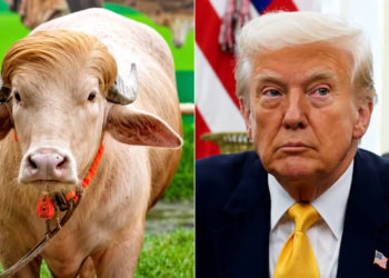 Trump-Lookalike Buffalo Spared From Eid Sacrifice, Shifted to Bangladesh Zoo.
