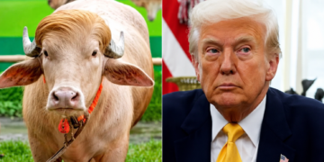 Trump-Lookalike Buffalo Spared From Eid Sacrifice, Shifted to Bangladesh Zoo.