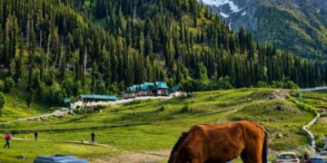 STUDY REVEALS 95% LOSS OF THAJIWAS GLACIER, HIGHLIGHTING GROWING IMPACT OF CLIMATE CHANGE IN KASHMIR..