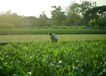 man tends crops in lush green field at sunrise