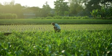 man tends crops in lush green field at sunrise