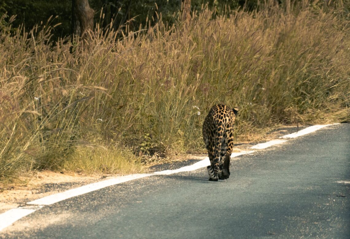 wild leopard on road in indian grassland