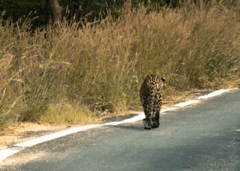 wild leopard on road in indian grassland