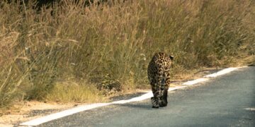 wild leopard on road in indian grassland